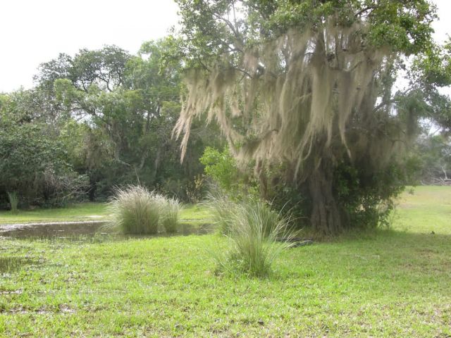 Arboreal Vegetation in Southern Paraguay Picture