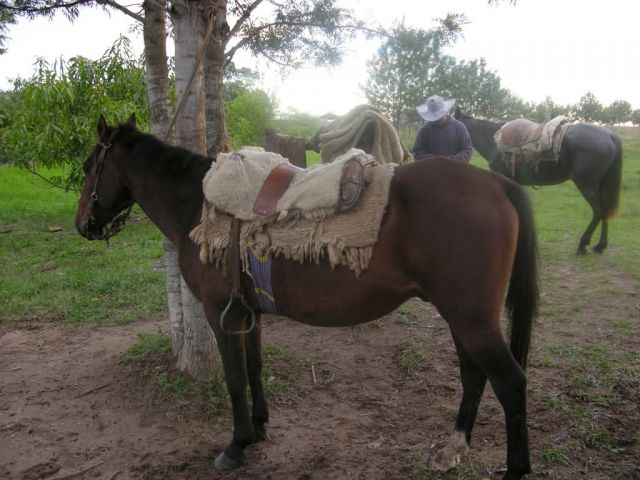 Paraguayan Horse Tack Picture