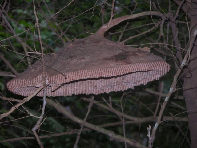 Wasp Nest in Gallery Forest, Side View Picture