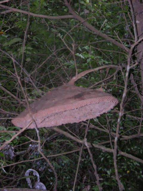 Wasp Nest in Gallery Forest, Side View Picture