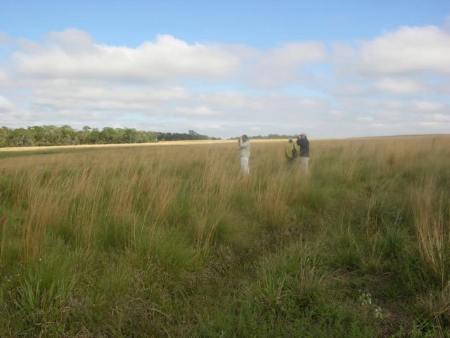 Birdwatching in Grasslands Near Tebicuary River Picture