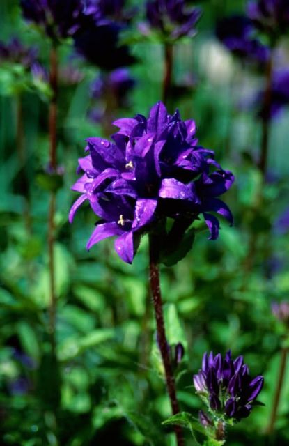 Dane's-blood (Campanula glomerata) Picture