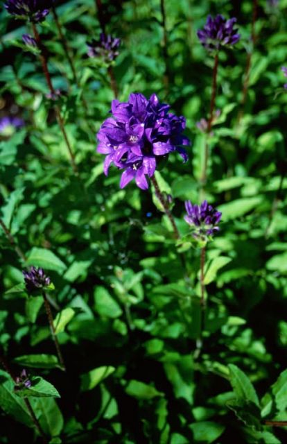 Dane's-blood (Campanula glomerata) Picture