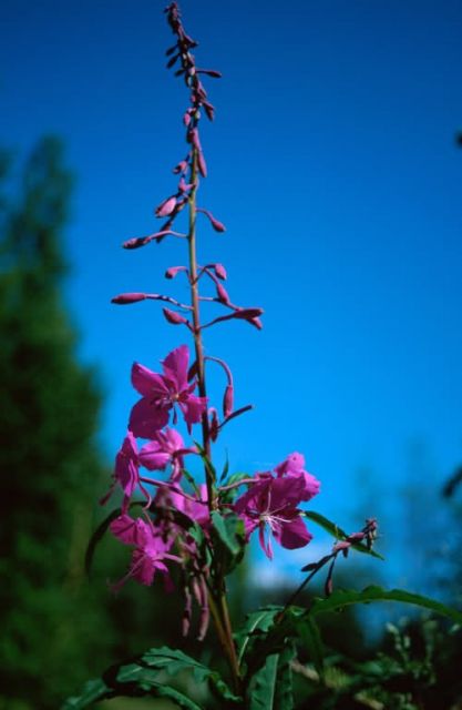 Fireweed (Epilobium angustifolium) Picture