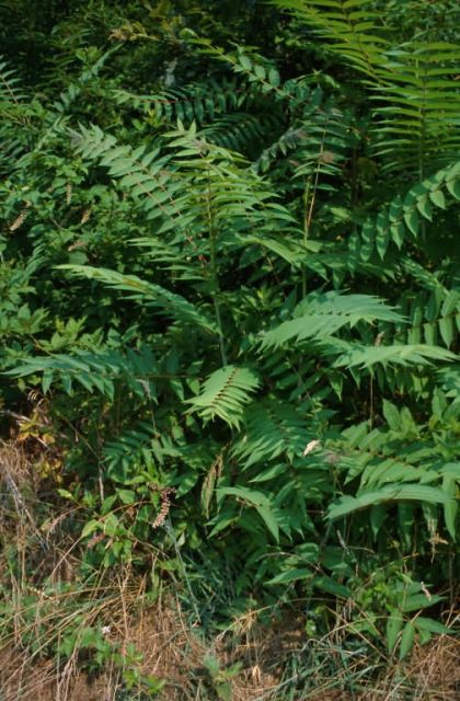 Tree of Heaven (Ailanthus altissima) Picture