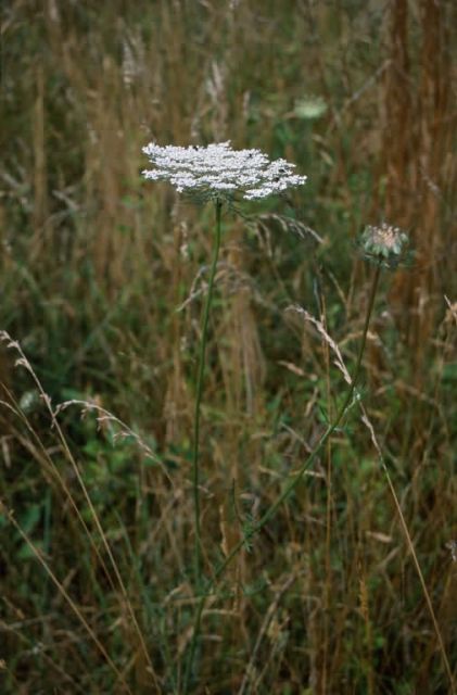 Queen Anne's Lace (Daucus carota) Picture