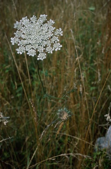 Queen Anne's Lace (Daucus carota) Picture