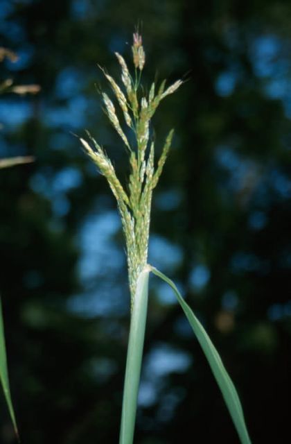 Johnson Grass (Sorghum halepense) Picture