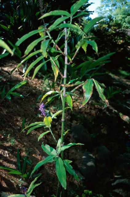 Blue Ginger (Dichorisandra thyrsiflora) Picture