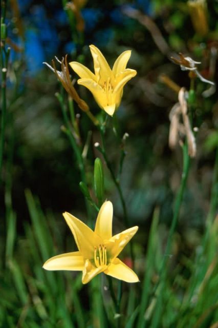 Yellow Daylily (Hemerocallis lilioasphodelus) Picture