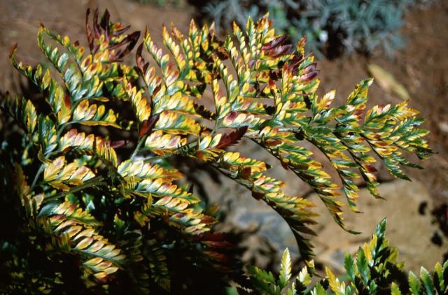kilaw (Dryopteris glabra) Picture
