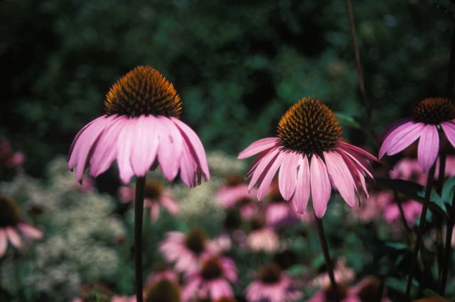 Purple Coneflower (Echinacea purpurea) Picture