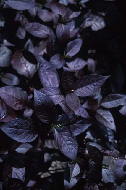 Joyweed (Alternanthera sp.) Picture