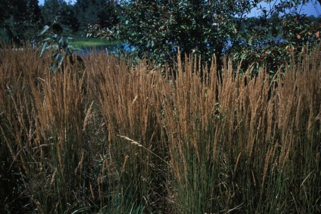Feather Reed Grass (Calamagrostis xacutiflora) Picture