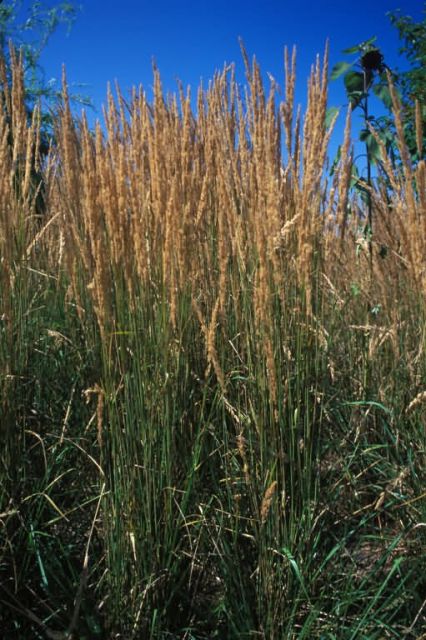 Feather Reed Grass (Calamagrostis xacutiflora) Picture