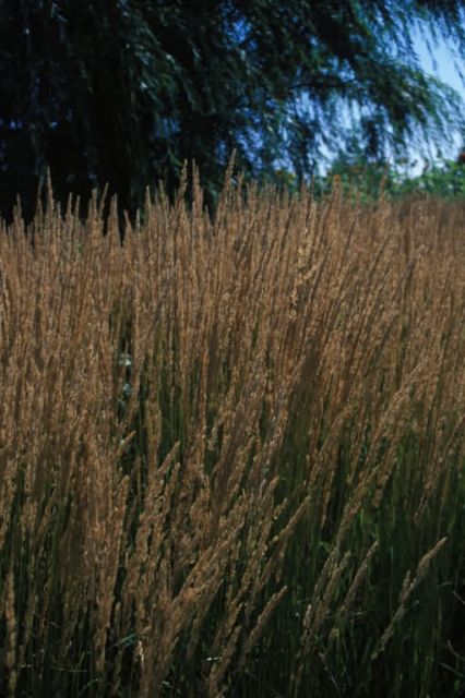 Feather Reed Grass (Calamagrostis xacutiflora) Picture
