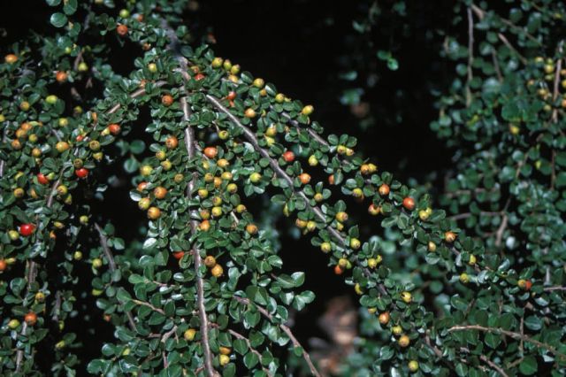 Hesse Pussypaws (Cistanthe parryi) Picture