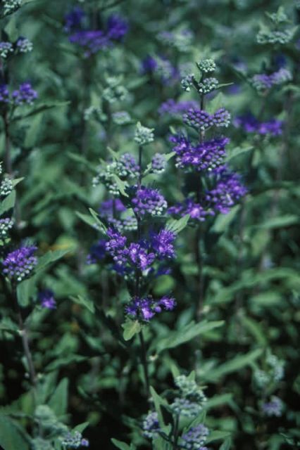 Caryopteris (Caryopteris x clandonensis) Picture