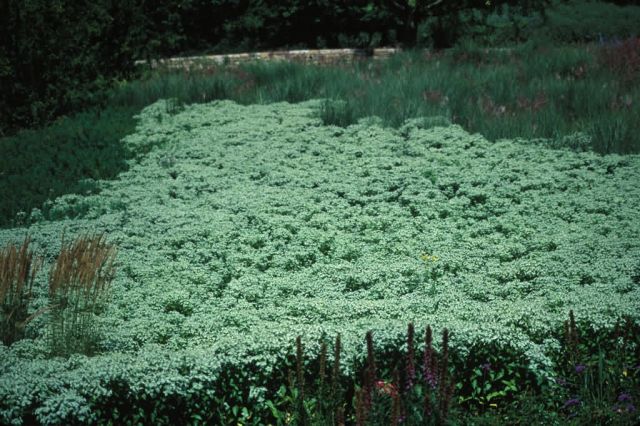 Clustered Mountainmint (Pycnanthemum muticum) Picture