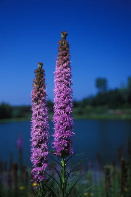 Kobold Spike Gayfeather (Liatris spicata) Picture
