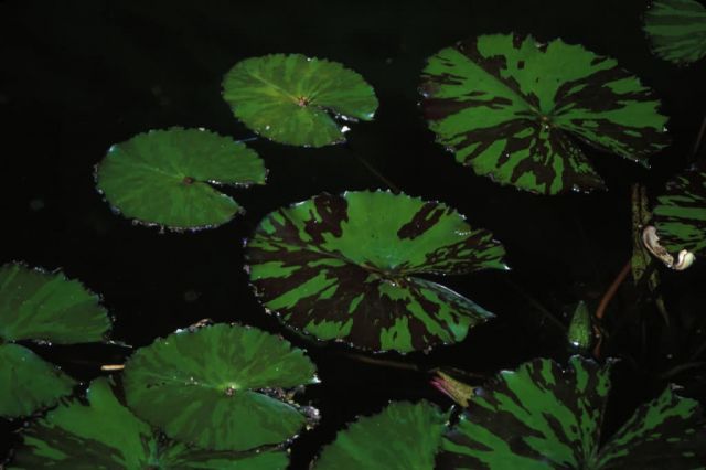 Waterlily (Nymphaeaceae) Picture