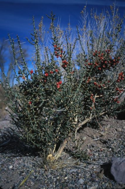 Desert Christmas Cactus (Cylindropuntia leptocaulis) Picture