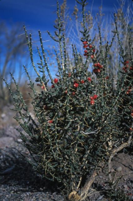 Desert Christmas Cactus (Opuntia leptocaulis) Picture