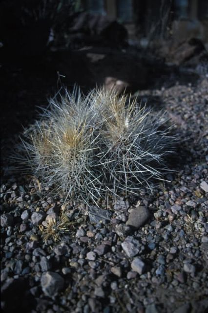 Strawberry Hedgehog (Echinocereus stramineus) Picture