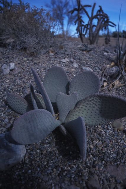 Beavertail Prickly Pear (Opuntia basilaris) Picture