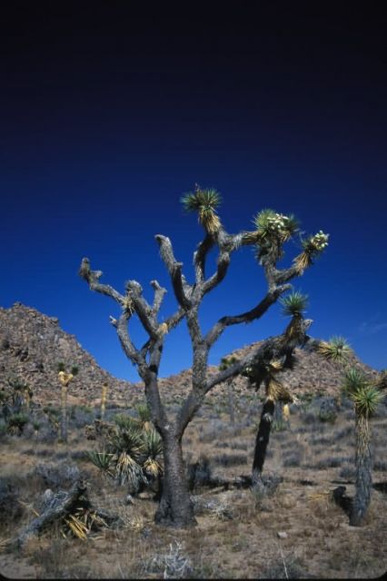 Joshua Tree (Yucca brevifolia) Picture