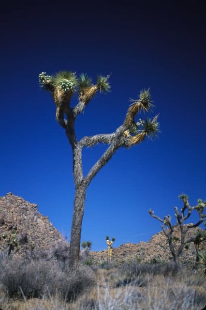 Joshua Tree (Yucca brevifolia) Picture