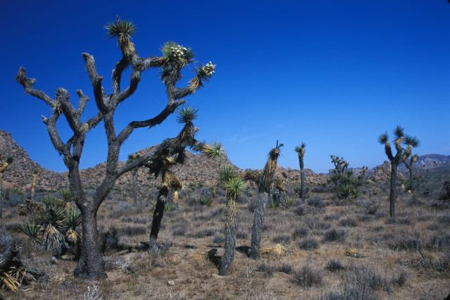 Joshua Tree (Yucca brevifolia) Picture
