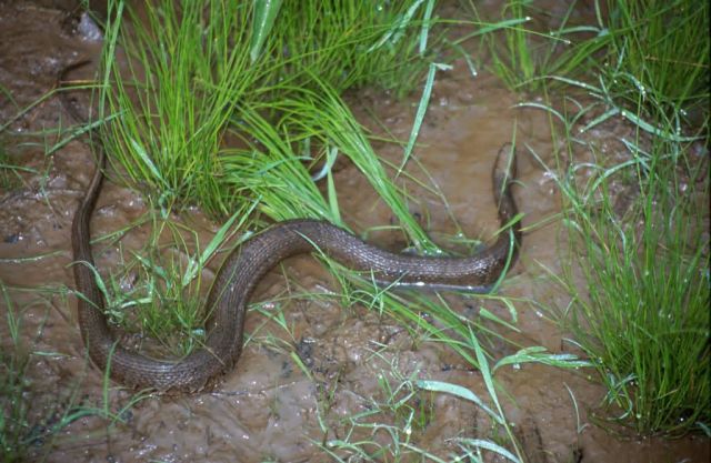 Northern Water Snake (Nerodia sipedon) Picture