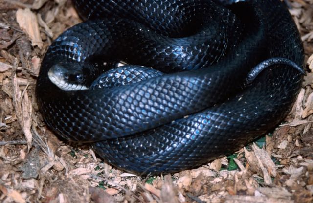 Black Rat Snake (Elaphe obsoleta) Picture
