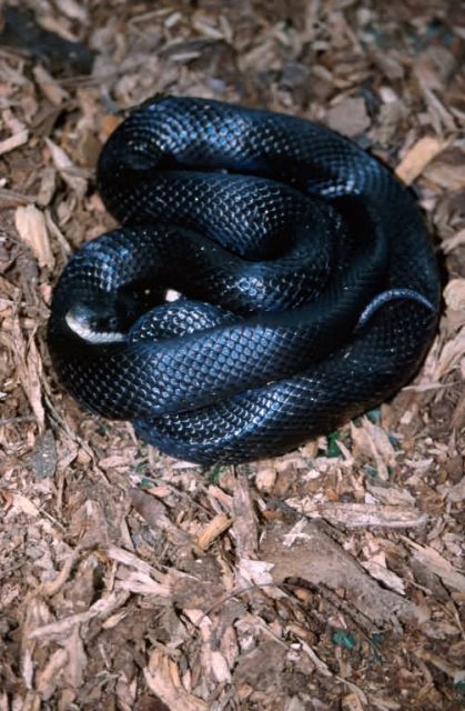 Black Rat Snake (Elaphe obsoleta) Picture