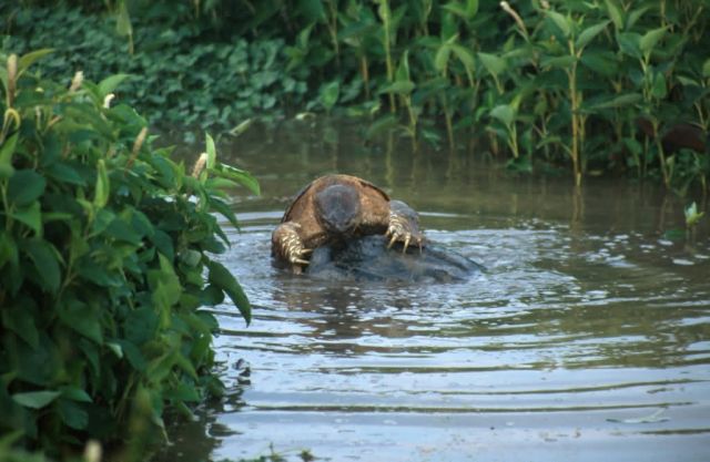 Snapping Turtle (Chelydra serpentina) Picture