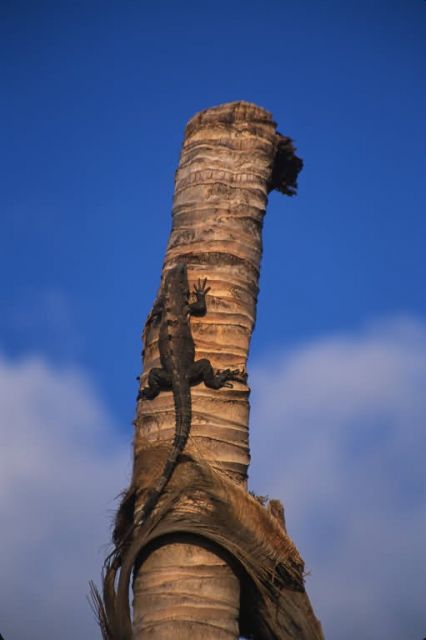 Mexican Spiny-tailed Iguana (Ctenosaura pectinata) Picture