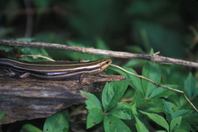 Five-lined Skink (Eumeces fasciatus) Picture