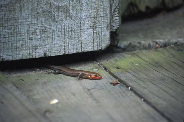 Five-lined Skink (Eumeces fasciatus) Picture