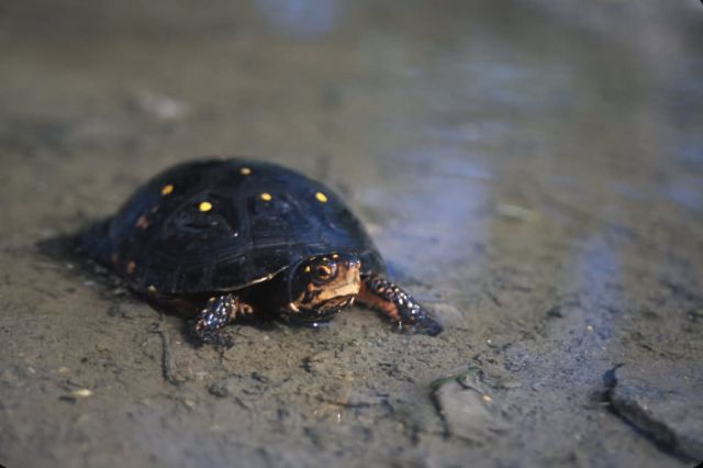 Spotted Turtle (Clemmys guttata) Picture