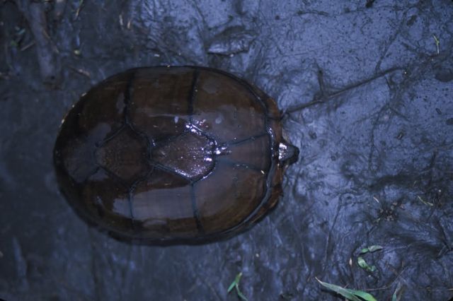 Eastern Mud Turtle (Kinosternon subrubrum) Picture