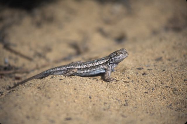 Western Fence Lizard (Sceloporus occidentalis) Picture