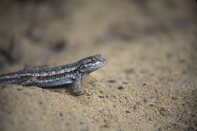 Western Fence Lizard (Sceloporus occidentalis) Picture