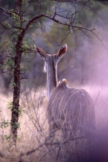Greater Kudu (Tragelaphus strepsiceros) Picture