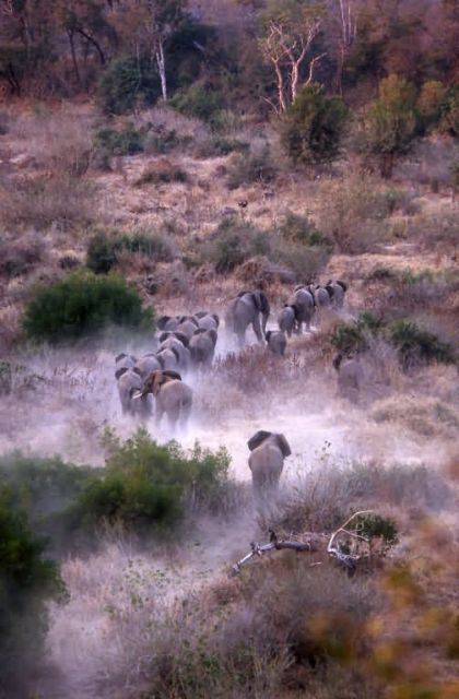 African Elephant (Loxodonta africana) Picture