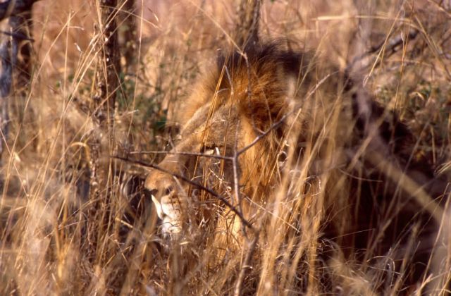 Lion (Panthera leo) Picture