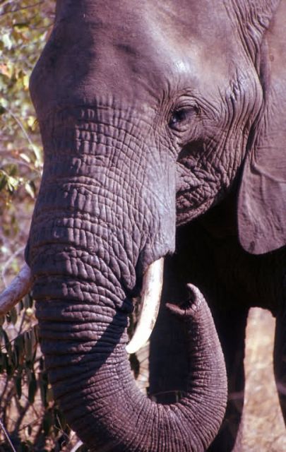 African Elephant (Loxodonta africana) Picture