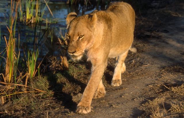 Lion (Panthera leo) Picture