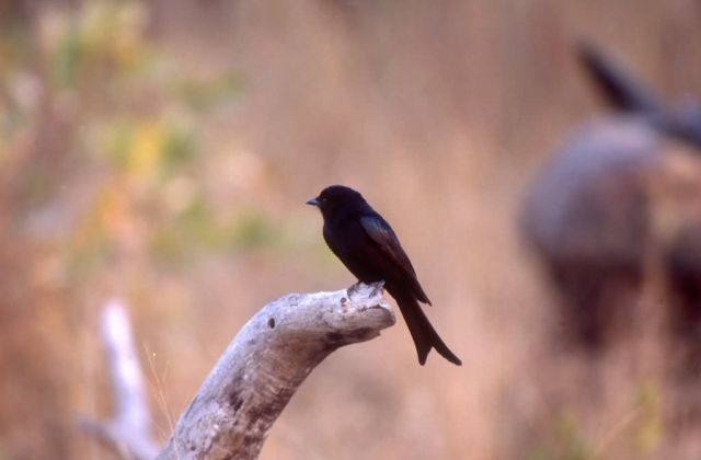 Fork-tailed Drongo (Dicrurus adsimilis) Picture