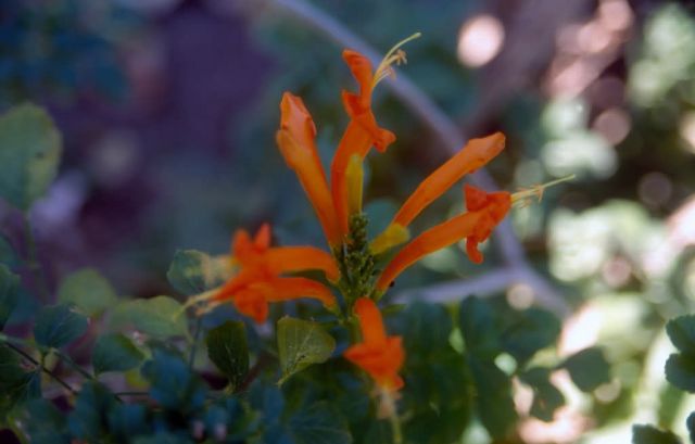 Crocosmia (Crocosmia aurea) Picture